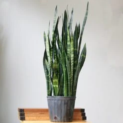 Sansevieria Trifasciata ‘Black Coral Snake Plant' - Various Sizes 17 Sansevieria Trifasciata ‘Black Coral Snake Plant' - Various Sizes -Ed's plant shop sansevieria trifasciata black coral snake plant various sizes 646491
