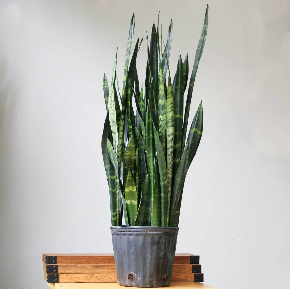 Sansevieria Trifasciata ‘Black Coral Snake Plant' - Various Sizes 5 Sansevieria Trifasciata ‘Black Coral Snake Plant' - Various Sizes - Image 3