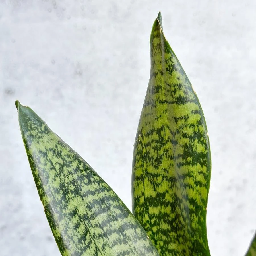 Sansevieria Trifasciata ‘Black Coral Snake Plant' - Various Sizes 11 Sansevieria Trifasciata ‘Black Coral Snake Plant' - Various Sizes - Image 9