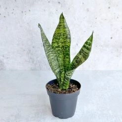 Sansevieria Trifasciata ‘Black Coral Snake Plant' - Various Sizes 20 Sansevieria Trifasciata ‘Black Coral Snake Plant' - Various Sizes -Ed's plant shop sansevieria trifasciata black coral snake plant various sizes 754845
