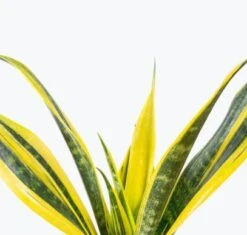 Sansevieria Trifasciata ‘La Rubia’ - 6 Inch -Ed's plant shop sansevieria trifasciata la rubia 6 inch 636281