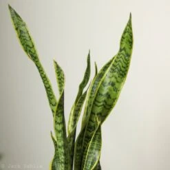 Sansevieria Trifasciata ‘Laurentii’ - 8" Snake Plant 20 Sansevieria Trifasciata ‘Laurentii’ - 8" Snake Plant -Ed's plant shop sansevieria trifasciata laurentii 8 snake plant 112677