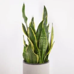 Sansevieria Trifasciata ‘Laurentii’ - 8" Snake Plant 17 Sansevieria Trifasciata ‘Laurentii’ - 8" Snake Plant -Ed's plant shop sansevieria trifasciata laurentii 8 snake plant 521367