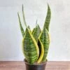 Sansevieria Trifasciata ‘Laurentii’ - 8" Snake Plant 1 Sansevieria Trifasciata ‘Laurentii’ - 8" Snake Plant -Ed's plant shop sansevieria trifasciata laurentii 8 snake plant 701394