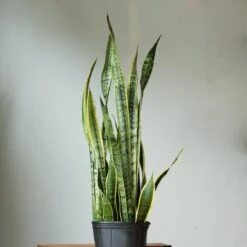 Sansevieria Trifasciata ‘Laurentii’ - 8" Snake Plant 23 Sansevieria Trifasciata ‘Laurentii’ - 8" Snake Plant -Ed's plant shop sansevieria trifasciata laurentii 8 snake plant 803581