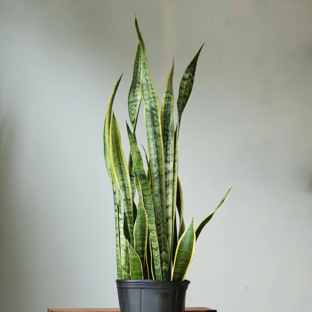 Sansevieria Trifasciata ‘Laurentii’ - 8" Snake Plant 12 Sansevieria Trifasciata ‘Laurentii’ - 8" Snake Plant - Image 10