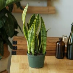 Sansevieria Trifasciata ‘Laurentii’ - 8" Snake Plant 21 Sansevieria Trifasciata ‘Laurentii’ - 8" Snake Plant -Ed's plant shop sansevieria trifasciata laurentii 8 snake plant 863586