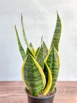Sansevieria Trifasciata ‘Laurentii’ - 8" Snake Plant 16 Sansevieria Trifasciata ‘Laurentii’ - 8" Snake Plant -Ed's plant shop sansevieria trifasciata laurentii 8 snake plant 957257