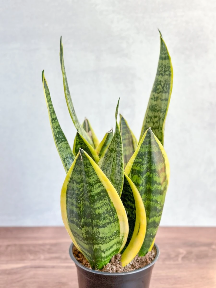 Sansevieria Trifasciata ‘Laurentii’ - 8" Snake Plant 5 Sansevieria Trifasciata ‘Laurentii’ - 8" Snake Plant - Image 3