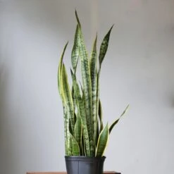 Sansevieria Trifasciata 'Laurentii' | Classic Variegated Snake Plant -Ed's plant shop sansevieria trifasciata laurentii snake plant various sizes 162351