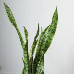 Sansevieria Trifasciata 'Laurentii' | Classic Variegated Snake Plant -Ed's plant shop sansevieria trifasciata laurentii snake plant various sizes 355875