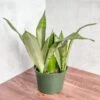 Sansevieria Trifasciata 'Moonshine' -Ed's plant shop sansevieria trifasciata moonshine various sizes 825796