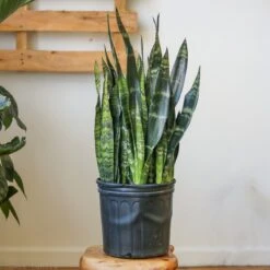 Sansevieria Zeylanica 'Bowstring Hemp' Large Snake Plant -Ed's plant shop sansevieria zeylanica bowstring hemp floor plant 596793
