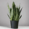 Sansevieria Zeylanica 'Bowstring Hemp' Large Snake Plant -Ed's plant shop sansevieria zeylanica bowstring hemp floor plant 667051