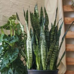 Sansevieria Zeylanica 'Bowstring Hemp' Large Snake Plant -Ed's plant shop sansevieria zeylanica bowstring hemp floor plant 839905