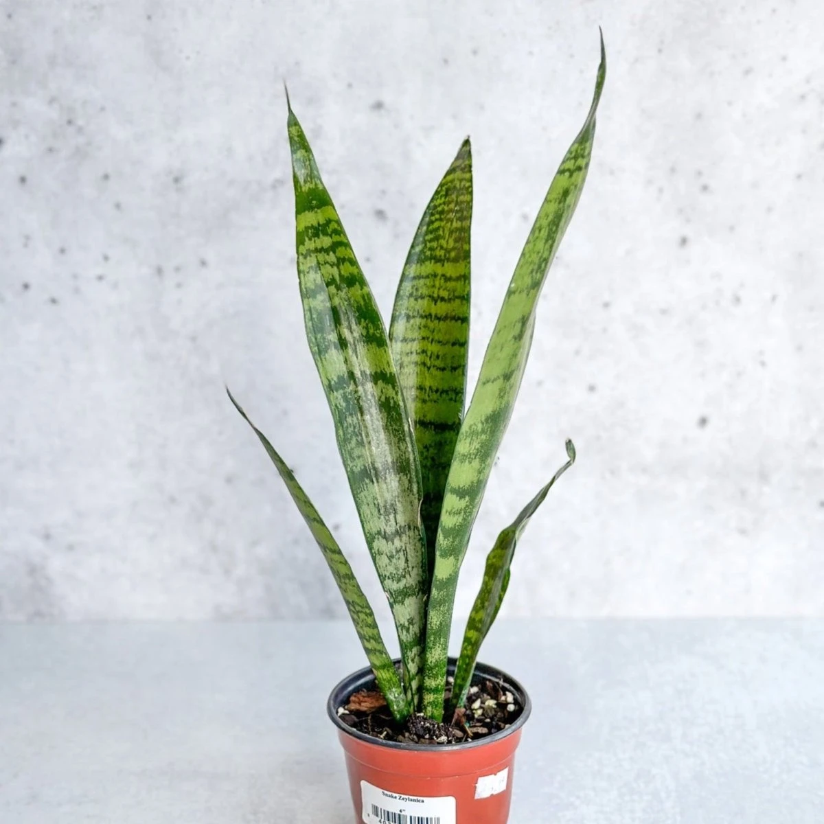 Sansevieria Zeylanica 'Bowstring Hemp' – Snake Plant 10 Sansevieria Zeylanica 'Bowstring Hemp' – Snake Plant - Image 8