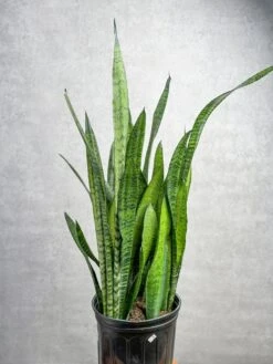 Sansevieria Zeylanica 'Bowstring Hemp' – Snake Plant 16 Sansevieria Zeylanica 'Bowstring Hemp' – Snake Plant -Ed's plant shop sansevieria zeylanica bowstring hemp snake plant various sizes 133701