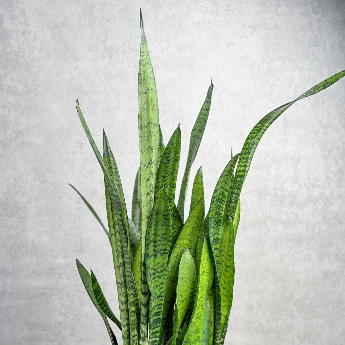 Sansevieria Zeylanica 'Bowstring Hemp' – Snake Plant 8 Sansevieria Zeylanica 'Bowstring Hemp' – Snake Plant - Image 6