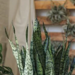 Sansevieria Zeylanica 'Bowstring Hemp' – Snake Plant 14 Sansevieria Zeylanica 'Bowstring Hemp' – Snake Plant -Ed's plant shop sansevieria zeylanica bowstring hemp snake plant various sizes 401642