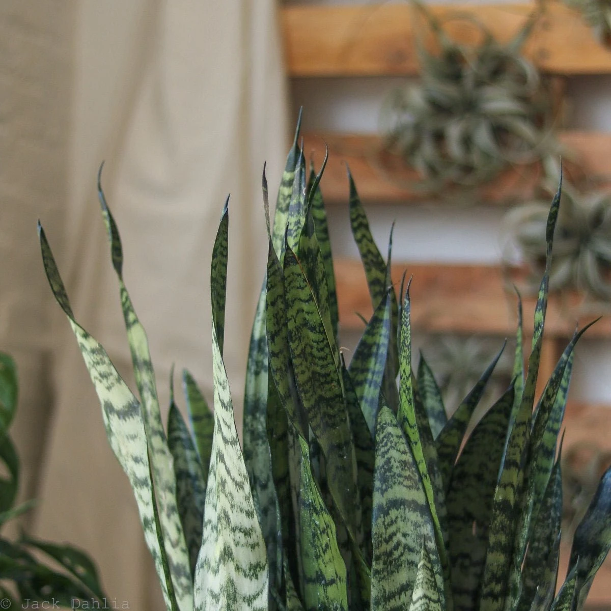 Sansevieria Zeylanica 'Bowstring Hemp' – Snake Plant 7 Sansevieria Zeylanica 'Bowstring Hemp' – Snake Plant - Image 5