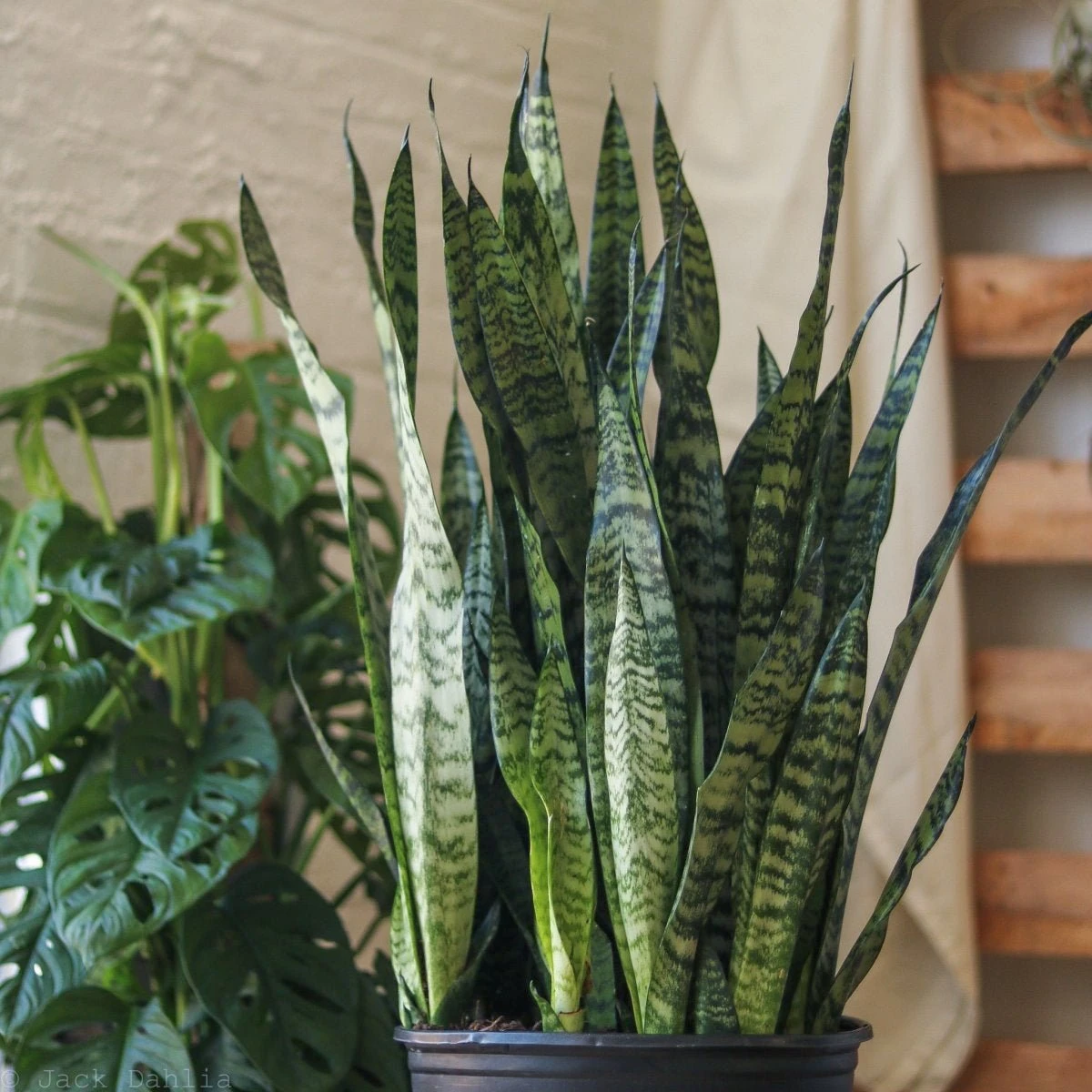 Sansevieria Zeylanica 'Bowstring Hemp' – Snake Plant 6 Sansevieria Zeylanica 'Bowstring Hemp' – Snake Plant - Image 4