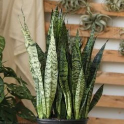 Sansevieria Zeylanica 'Bowstring Hemp' – Snake Plant 12 Sansevieria Zeylanica 'Bowstring Hemp' – Snake Plant -Ed's plant shop sansevieria zeylanica bowstring hemp snake plant various sizes 860132