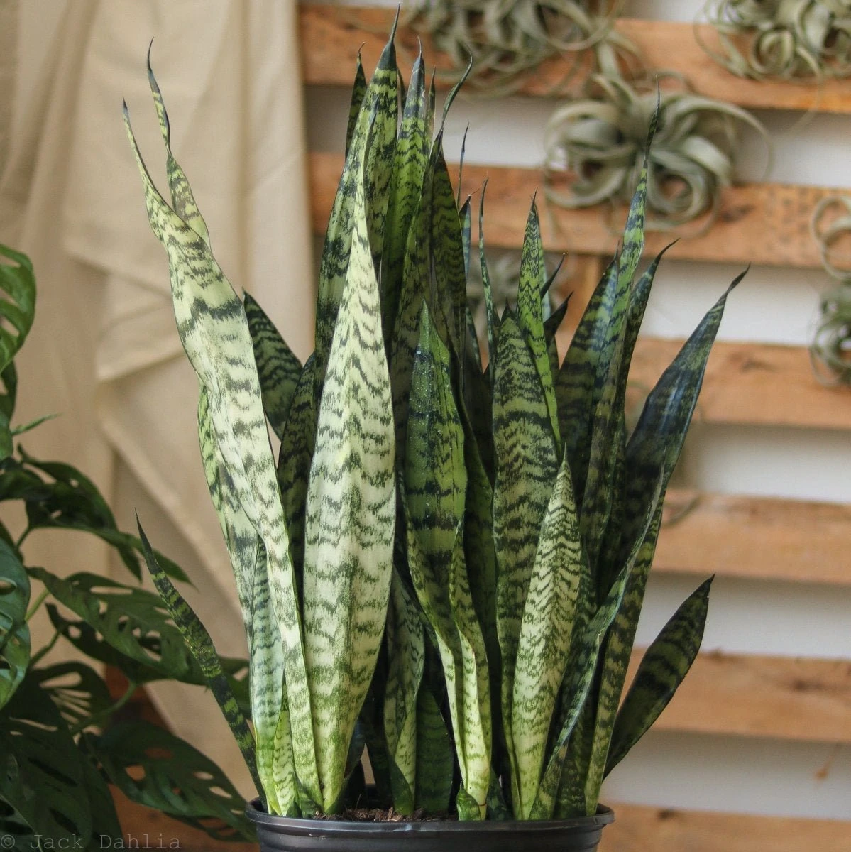 Sansevieria Zeylanica 'Bowstring Hemp' – Snake Plant 5 Sansevieria Zeylanica 'Bowstring Hemp' – Snake Plant - Image 3