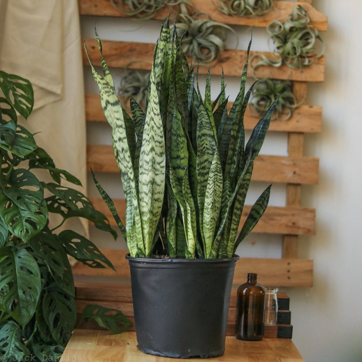 Sansevieria Zeylanica 'Bowstring Hemp' – Snake Plant 4 Sansevieria Zeylanica 'Bowstring Hemp' – Snake Plant - Image 2