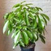 Schefflera Amate - Amate Umbrella Tree -Ed's plant shop schefflera amate amate umbrella tree 135935