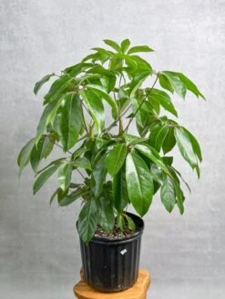Schefflera Amate - Amate Umbrella Tree -Ed's plant shop schefflera amate amate umbrella tree 394740