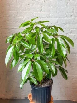 Schefflera Amate - Amate Umbrella Tree -Ed's plant shop schefflera amate amate umbrella tree 457250