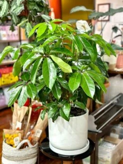 Schefflera Amate - Amate Umbrella Tree -Ed's plant shop schefflera amate amate umbrella tree 460616