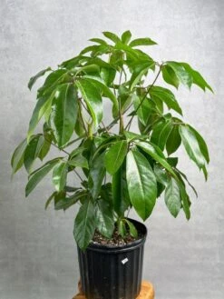Schefflera Amate - Amate Umbrella Tree -Ed's plant shop schefflera amate amate umbrella tree 904641