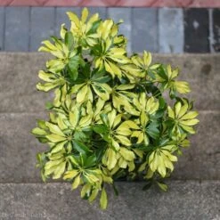 Schefflera Arboricola Trinette 'Dwarf Umbrella Tree' Floor Plant 14 Schefflera Arboricola Trinette 'Dwarf Umbrella Tree' Floor Plant -Ed's plant shop schefflera arboricola trinette dwarf umbrella tree floor plant 201298