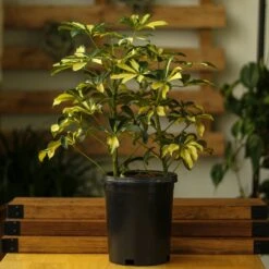 Schefflera Arboricola Trinette 'Dwarf Umbrella Tree' Floor Plant 19 Schefflera Arboricola Trinette 'Dwarf Umbrella Tree' Floor Plant -Ed's plant shop schefflera arboricola trinette dwarf umbrella tree floor plant 265265