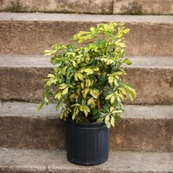 Schefflera Arboricola Trinette 'Dwarf Umbrella Tree' Floor Plant 15 Schefflera Arboricola Trinette 'Dwarf Umbrella Tree' Floor Plant -Ed's plant shop schefflera arboricola trinette dwarf umbrella tree floor plant 547045