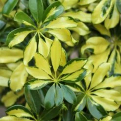 Schefflera Arboricola Trinette 'Dwarf Umbrella Tree' Floor Plant 13 Schefflera Arboricola Trinette 'Dwarf Umbrella Tree' Floor Plant -Ed's plant shop schefflera arboricola trinette dwarf umbrella tree floor plant 714606