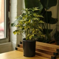 Schefflera Arboricola Trinette 'Dwarf Umbrella Tree' Floor Plant 16 Schefflera Arboricola Trinette 'Dwarf Umbrella Tree' Floor Plant -Ed's plant shop schefflera arboricola trinette dwarf umbrella tree floor plant 872415