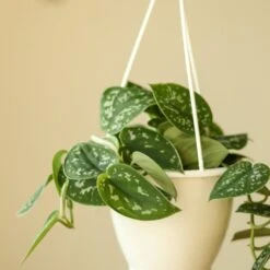 Scindapsus Pictus Argyraeus 'Satin Pothos'
