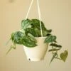 Scindapsus Pictus Argyraeus 'Satin Pothos' Hanging Basket -Ed's plant shop scindapsus pictus argyraeus satin pothos hanging basket 909008