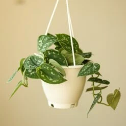 Scindapsus Pictus Argyraeus 'Satin Pothos' Hanging Basket