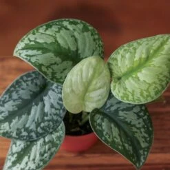 Scindapsus Pictus ‘Exotica’ -Ed's plant shop scindapsus pictus exotica exotic scindapsus various sizes 117383