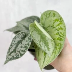 Scindapsus Pictus ‘Exotica’ -Ed's plant shop scindapsus pictus exotica exotic scindapsus various sizes 219619