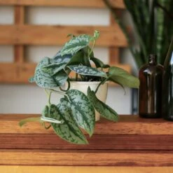 Scindapsus Pictus ‘Exotica’ -Ed's plant shop scindapsus pictus exotica exotic scindapsus various sizes 278585