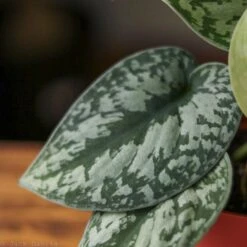 Scindapsus Pictus ‘Exotica’ -Ed's plant shop scindapsus pictus exotica exotic scindapsus various sizes 403290