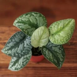 Scindapsus Pictus ‘Exotica’ -Ed's plant shop scindapsus pictus exotica exotic scindapsus various sizes 689104