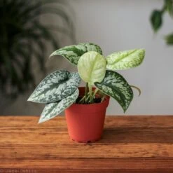 Scindapsus Pictus ‘Exotica’ -Ed's plant shop scindapsus pictus exotica exotic scindapsus various sizes 825417