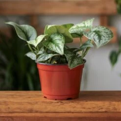 Scindapsus Pictus ‘Exotica’ -Ed's plant shop scindapsus pictus exotica exotic scindapsus various sizes 918626