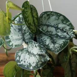 Scindapsus Pictus ‘Exotica’ Hanging Basket 17 Scindapsus Pictus ‘Exotica’ Hanging Basket -Ed's plant shop scindapsus pictus exotica hanging basket 841497