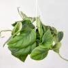 Scindapsus Pictus ‘Jade’ - Green Scindapsus Hanging Basket -Ed's plant shop scindapsus pictus jade green scindapsus hanging basket 408726
